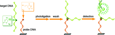 Graphical abstract: Highly selective detection of 5-methylcytosine using photochemical ligation