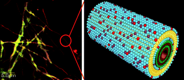 Graphical abstract: Biointerfacing luminescent nanotubes