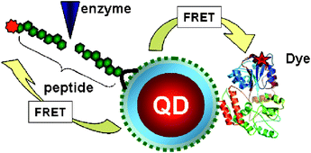 Graphical abstract: Quantum dot-based resonance energy transfer and its growing application in biology