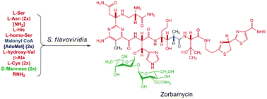 Graphical abstract: The biosyntheticgene cluster of zorbamycin, a member of the bleomycin family of antitumor antibiotics, from Streptomyces flavoviridis ATCC 21892