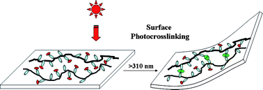 Graphical abstract: Photoinduced bending of a coumarin-containing supramolecular polymer