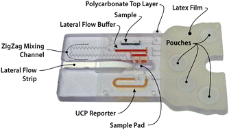 Graphical abstract: A timer-actuated immunoassay cassette for detecting molecular markers in oral fluids