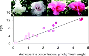 Graphical abstract: Biospectroscopy of Rhododendron indicum flowers. Non-destructive assessment of anthocyanins in petals using a reflectance-based method