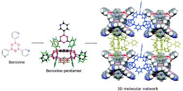 Graphical abstract: 3-Pyridineboronic acid → boroxine → pentadecanuclear boron cage → 3D molecular network: a sequence based on two levels of self-complementary self-assembly