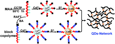 Graphical abstract: Controllable synthesis of quantum dot–polymer networks with enhanced luminescence via the catalytic chain transfer polymerization (CCTP) technique