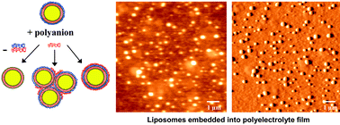 Graphical abstract: Effective embedding of liposomes into polyelectrolyte multilayered films: the relative importance of lipid-polyelectrolyte and interpolyelectrolyte interactions