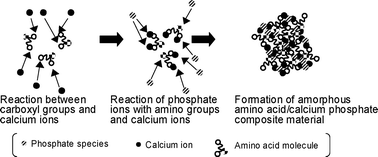 Graphical abstract: Amino acid containing amorphous calcium phosphates and the rapid transformation into apatite