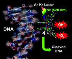 Graphical abstract: DNA binding and oxidative DNA cleavage activity of (μ-oxo)diiron(iii) complexes in visible light