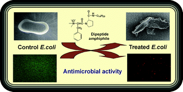 Graphical abstract: Antimicrobial activity, biocompatibility and hydrogelation ability of dipeptide-based amphiphiles