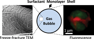 Graphical abstract: Nanostructural features on stable microbubbles