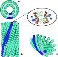 Graphical abstract: Structural characterization of α-lactalbumin nanotubes