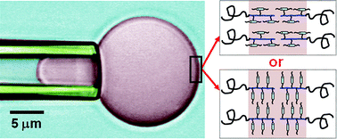 Graphical abstract: Formation and material properties of giant liquid crystal polymersomes