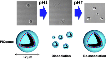 Graphical abstract: pH-dependent permeability change and reversible structural transition of PEGylated polyion complex vesicles (PICsomes) in aqueous media