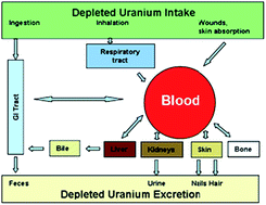 Graphical abstract: Depleted uranium analysis in blood by inductively coupled plasma mass spectrometry