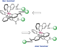 Graphical abstract: The comparison of fac and mer ruthenium(ii) trischelate complexes in anion binding