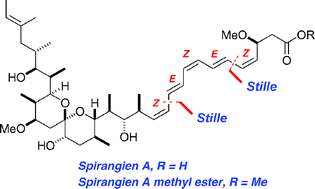 Graphical abstract: Total synthesis of (−)-spirangien A and its methylester