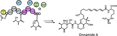 Graphical abstract: Biosynthesis of polyketides by trans-AT polyketide synthases