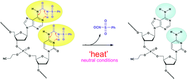 Graphical abstract: New thermolytic carbamoyl groups for the protection of nucleobases