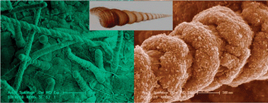 Graphical abstract: The biomimeticmineralization of double-stranded and cylindrical helical BaCO3nanofibres