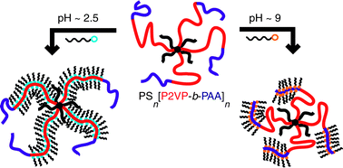 Graphical abstract: Hierarchical self-organization in polyelectrolyte-surfactant complexes based on heteroarm star block copolyampholytes