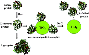 Graphical abstract: Nanoparticles of unmodified titanium dioxide facilitate protein refolding