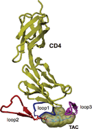 Graphical abstract: A general approach for the non-stop solid phase synthesis of TAC-scaffolded loops towards protein mimics containing discontinuous epitopes