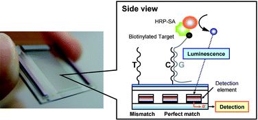 Graphical abstract: Microfluidic device using chemiluminescence and a DNA-arrayed thin film transistor photosensor for single nucleotide polymorphism genotyping of PCR amplicons from whole blood