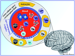 Graphical abstract: JEM Spotlight: Metal speciation related to neurotoxicity in humans