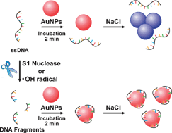 Graphical abstract: Simple and rapid colorimetric sensing of enzymatic cleavage and oxidative damage of single-stranded DNA with unmodified gold nanoparticles as indicator