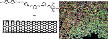 Graphical abstract: Organization of single-walled carbon nanotubes wrapped with liquid-crystalline π-conjugated oligomers