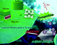 Graphical abstract: Biomimetic photocatalyst system derived from the natural prototype in leaves for efficient visible-light-driven catalysis