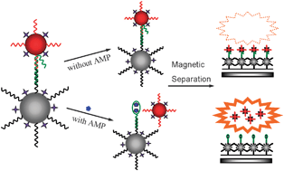 Graphical abstract: Rapid and ultra-sensitive detection of AMP using a fluorescent and magnetic nano-silica sandwich complex