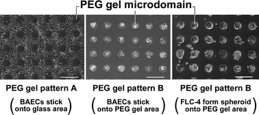 Graphical abstract: Inverted pattern formation of cell microarrays on poly(ethylene glycol) (PEG) gel patterned surface and construction of hepatocyte spheroids on unmodified PEG gel microdomains