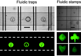 Graphical abstract: Microfluidic valves with integrated structured elastomeric membranes for reversible fluidic entrapment and in situchannel functionalization