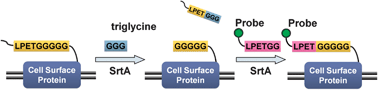 Graphical abstract: Expansion of the sortase-mediated labeling method for site-specific N-terminal labeling of cell surfaceproteins on living cells