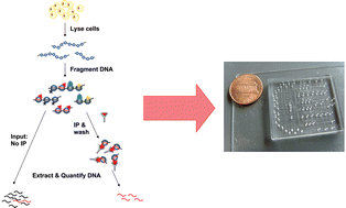Graphical abstract: Automated microfluidic chromatin immunoprecipitation from 2,000 cells