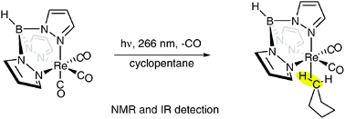 Graphical abstract: A systematic approach to the generation of long-lived metal alkane complexes: combined IR and NMR study of (Tp)Re(CO)2(cyclopentane)
