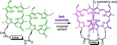 Graphical abstract: Hydrogen bond driven self-assembled C2-symmetric chlorinsyn dimers; unorthodox models for chlorophyll ‘special pairs’ in photosynthetic reaction centres