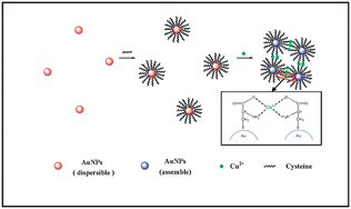 Graphical abstract: Sensitive and selective detection of cysteine using gold nanoparticles as colorimetric probes
