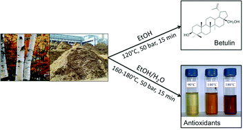 Graphical abstract: Pressurized liquid extraction of betulin and antioxidants from birch bark