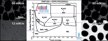 Graphical abstract: Complex formation and other phase transformations mapped in saturated phosphatidylcholine/DSPE-PEG2000 monolayers