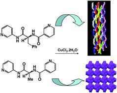 Graphical abstract: An unprecedented all helical 3D network and a rarely observed non-interpenetrated octahedral network in homochiral Cu(II) MOFs: effect of steric bulk and π–π stacking interactions of the ligand backbone