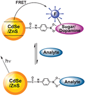 Graphical abstract: Competitive analysis of saccharides or dopamine by boronic acid-functionalized CdSe–ZnSquantum dots