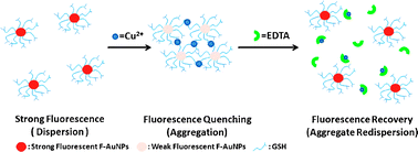 Graphical abstract: Fluorescent gold nanoparticles-based fluorescence sensor for Cu2+ ions