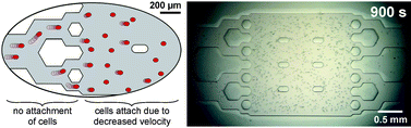 Graphical abstract: Controlled deposition of cells in sealed microfluidics using flow velocity boundaries