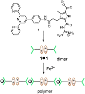 Graphical abstract: Step-wise self-assembly of a small molecule with two orthogonal binding interactions leads to single stranded linear polymers in DMSO