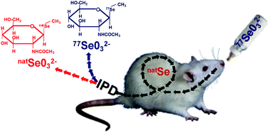 Graphical abstract: Enriched stable isotopes and isotope pattern deconvolution for quantitative speciation of endogenous and exogenous selenium in rat urine by HPLC-ICP-MS