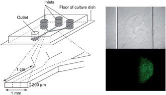 Graphical abstract: Microfluidic culture of single human embryonic stem cell colonies