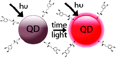 Graphical abstract: Photoenhancement of lifetimes in CdSe/ZnS and CdTe quantum dot-dopamine conjugates