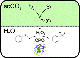 Graphical abstract: Chemo-enzymatic cascade oxidation in supercritical carbon dioxide/water biphasic media